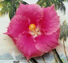 Pink_Pyjamas Merv.jpg