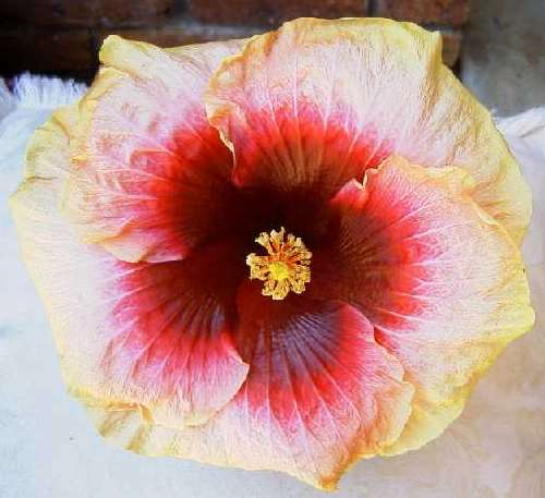 Pirates_Patch FredW.jpg