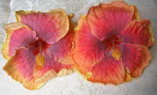 Polynesian_Delight FredW-RJseed.jpg