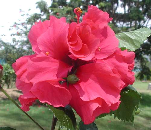 Pride_of_Hankins AKA landersii.JPG