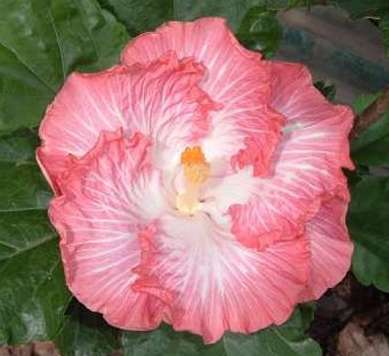 Queen_Bee AllanL.jpg