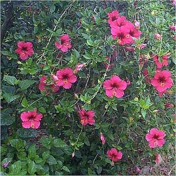 Ruby_Rose-bush.jpg