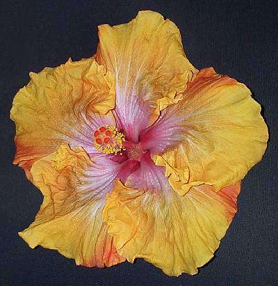 Sam_Vidler Oyster_Pearl x Patchwork AllanL.jpg