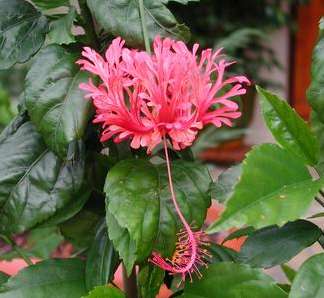 Schizopetalus Josette.jpg