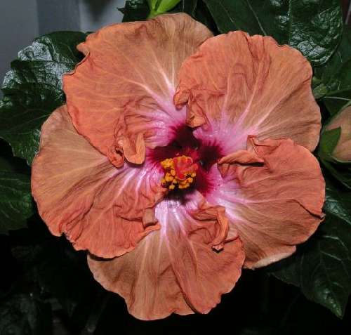 Schokolade Ursula.jpg