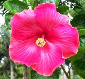 Sea_Legs Fifth_Dimension x Flower_Girl  AllanL.jpg