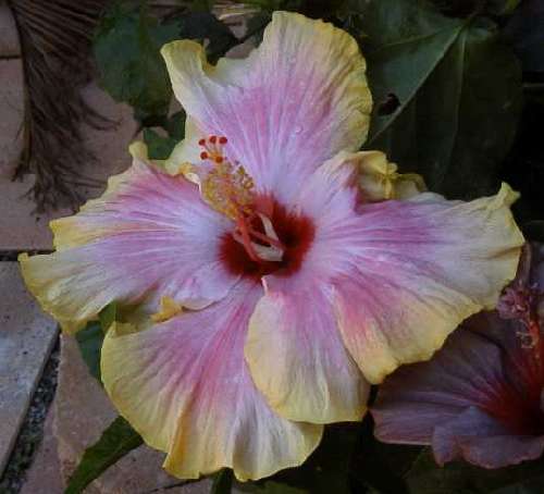 Shirley_Elwood FredW.jpg