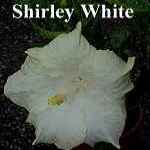 Shirley_White.jpg