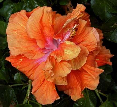 Smart_State FredW.jpg