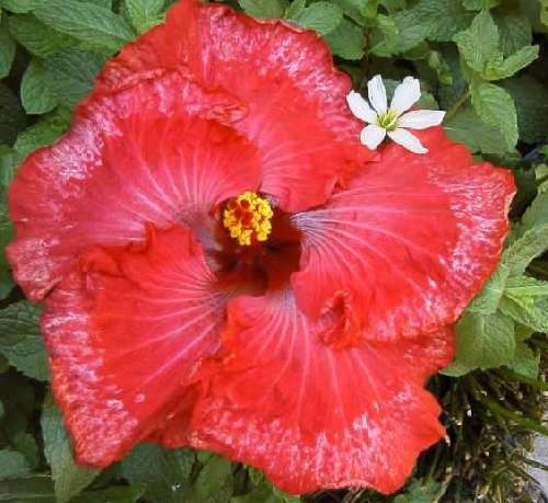 Spanish_Sister FredW.jpg