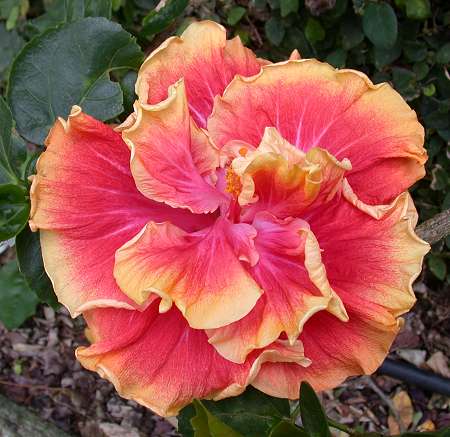 Special_FX-Dbl RJ.jpg