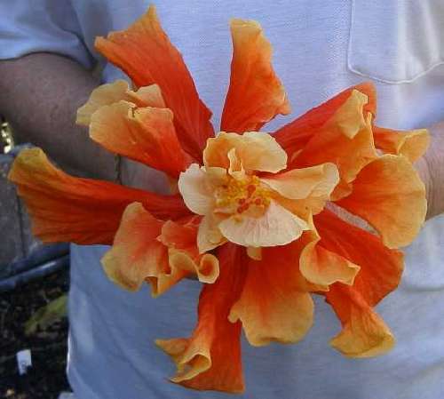 Spiderman [Foster_Brady x Sunshower] FredW 1.jpg