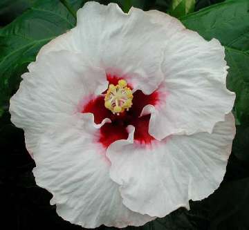 Stacey_Winters hotm3.jpg