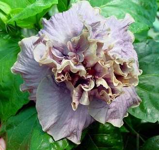 Stormy_Days Francoise.jpg