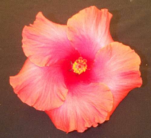 Sweet_Sixteen SC.jpg