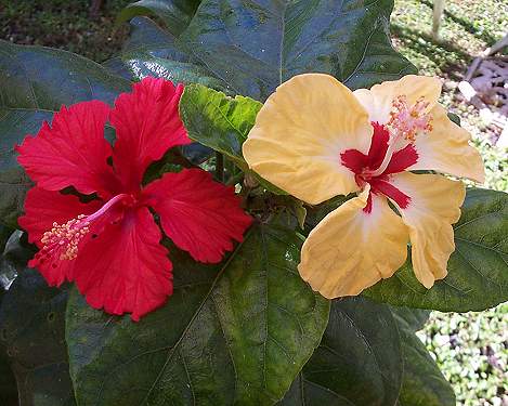 Sylvia_Goodman-andsport RMan.jpg