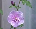 syriacus-hibiscus.jpg