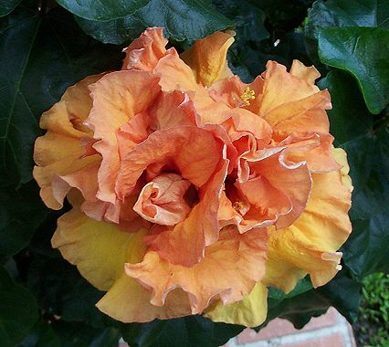 Teresa_Carmel RMan.jpg