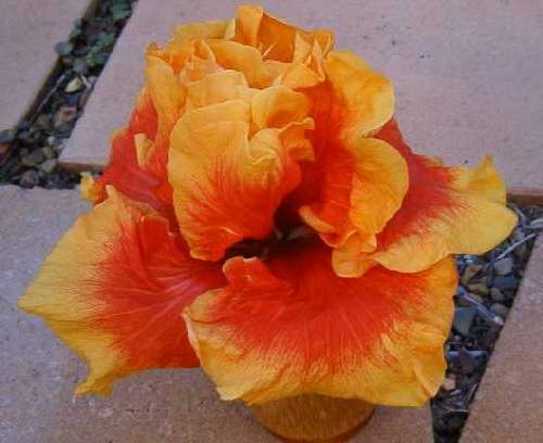 Toowoomba_Carnival FredW.jpg