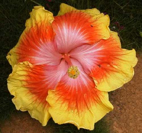 Traffic_Stopper [Tarantella x Masterpiece] FredW.jpg