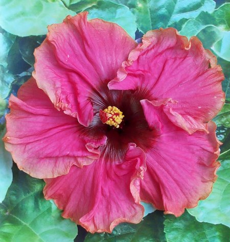 Tropical_Rainbow JimP.jpg