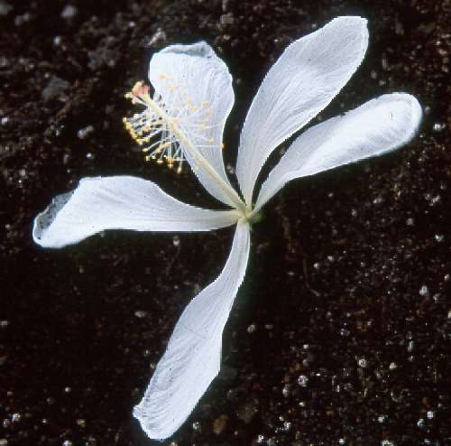 tantalus white.jpg