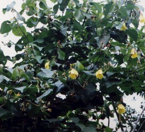 tiliaceus Red-leaf Form.jpg