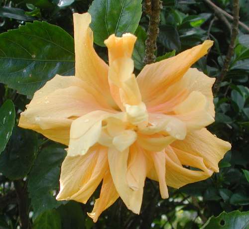 Welcome_Stranger sport of D_J_Obrien.jpg