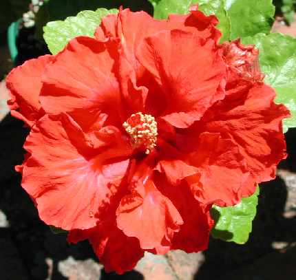 West_Coast_Red AKA My_Valentine.jpg