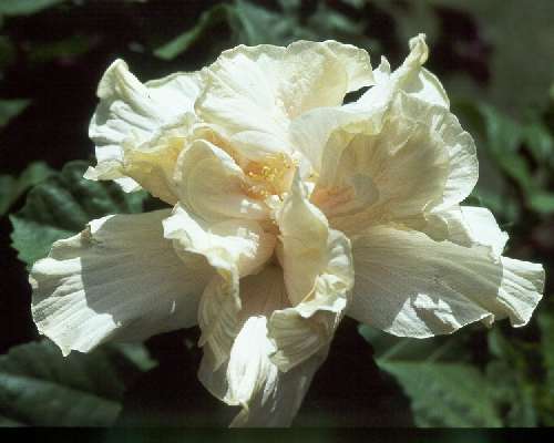 White_Kalakaua AKA Elephant_Ear.jpg