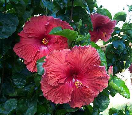 Xavier_Andrews RMan.jpg