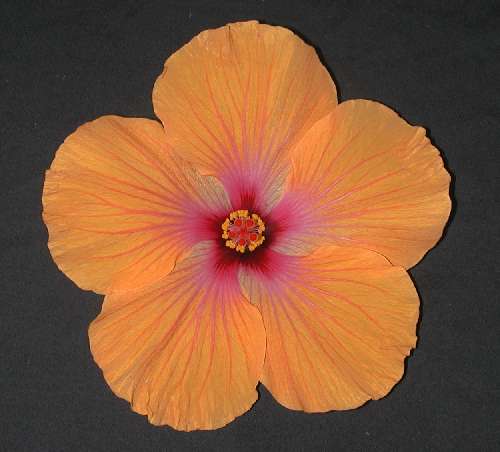 Zombie AKA Topsy.jpg