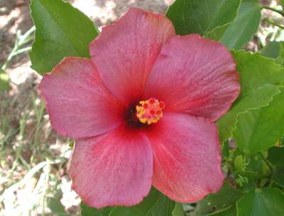 Mystic_Hue x Little_Flame.JPG