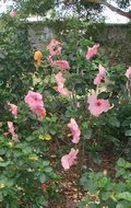 Pink_Panther-bush2.jpg
