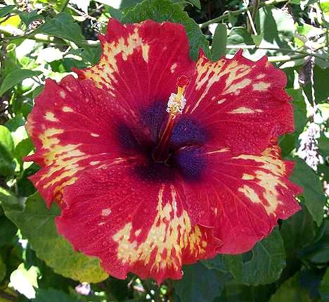 Admirals_Braid RMan9.jpg