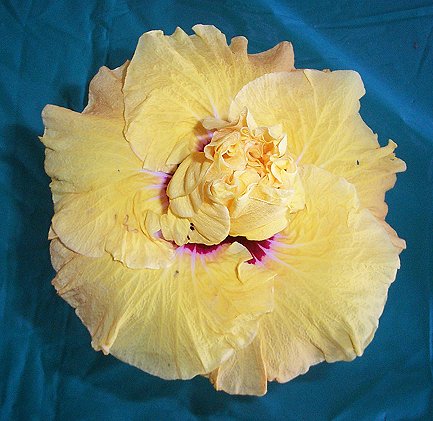 Aussie_Gold RMan.jpg