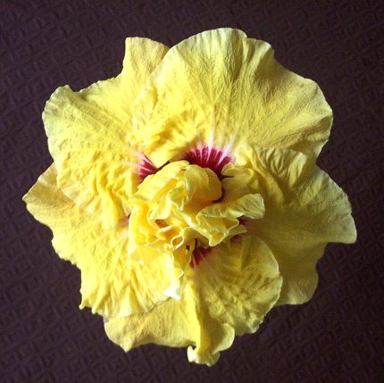 Aussie_Gold RMan2.jpg