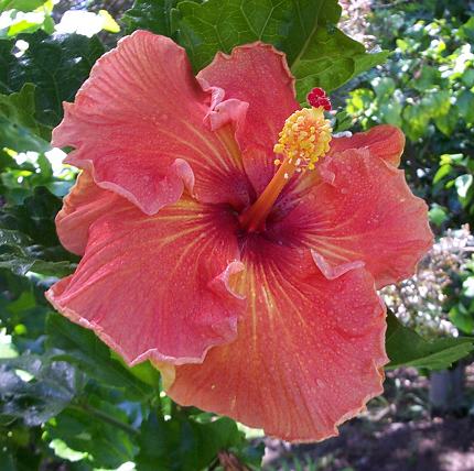 Elderberry X Rosalind RMan2.jpg