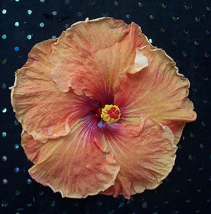 Elderberry x Rosalind RMan.jpg