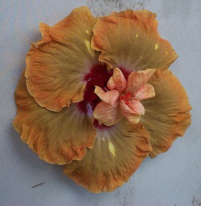 Magicians_Hat X Junes_Joy RMan2.jpg