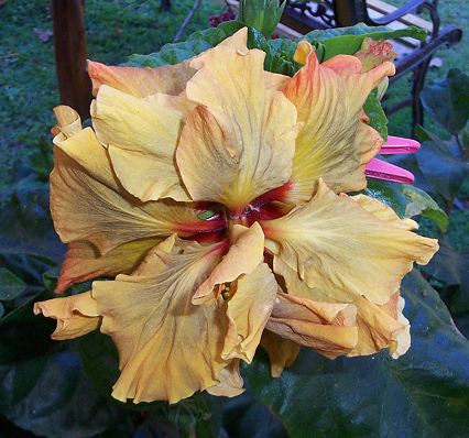 Magicians_Hat x Junes_Joy RMan.jpg