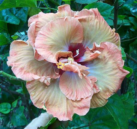 Magicians_Hat x Junes_Joy RMan3.jpg