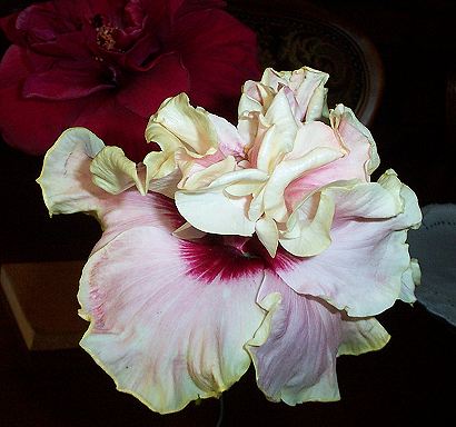 Maroochy_Dawn [Rosalind  x Purple_Majesty] RMan.jpg