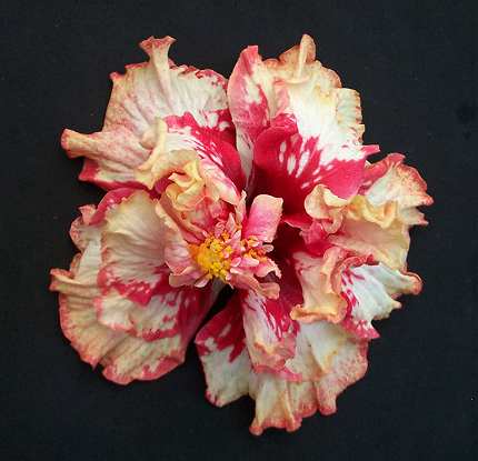 Maroochy_Tango [Rosalind_x_Purple_Majesty].jpg