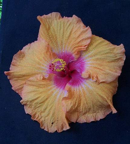 Mountain_Maid x Pink_Mist-RMan.jpg