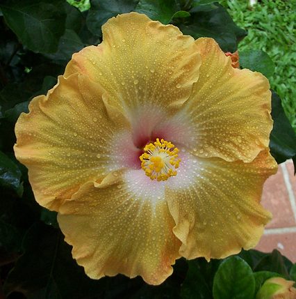 Purple_Majesty x Pink_Mist RMan.jpg